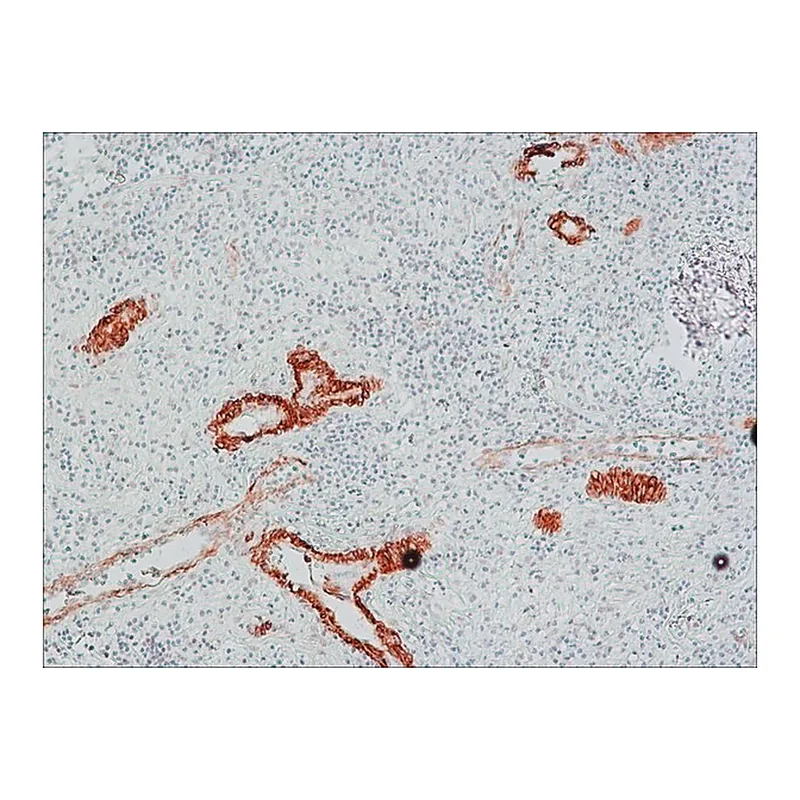 Merck Anti-Mouse IgG (Fc specific)-Peroxidase antibody produced in goat