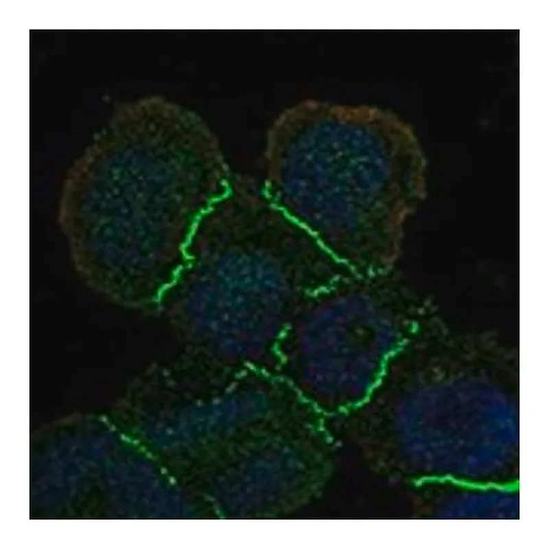 Merck Anti-MAGI1 antibody produced in rabbit