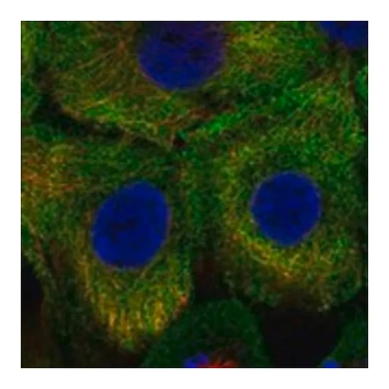 Merck Anti-CAST antibody produced in rabbit