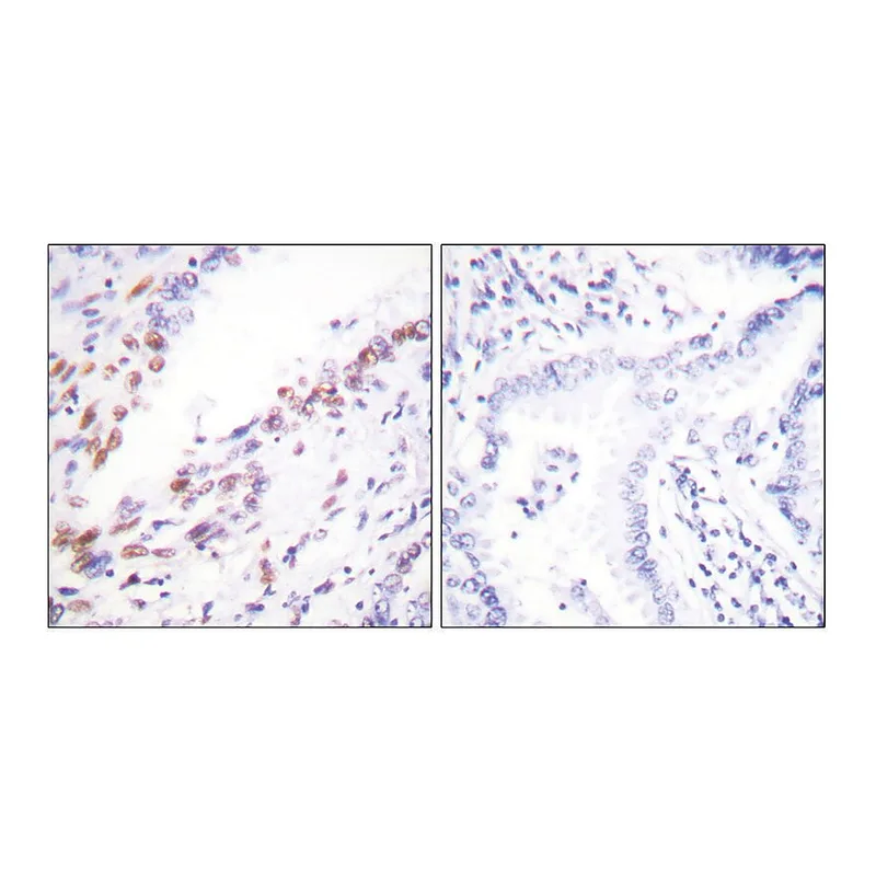 Merck Anti-KI67 antibody produced in rabbit