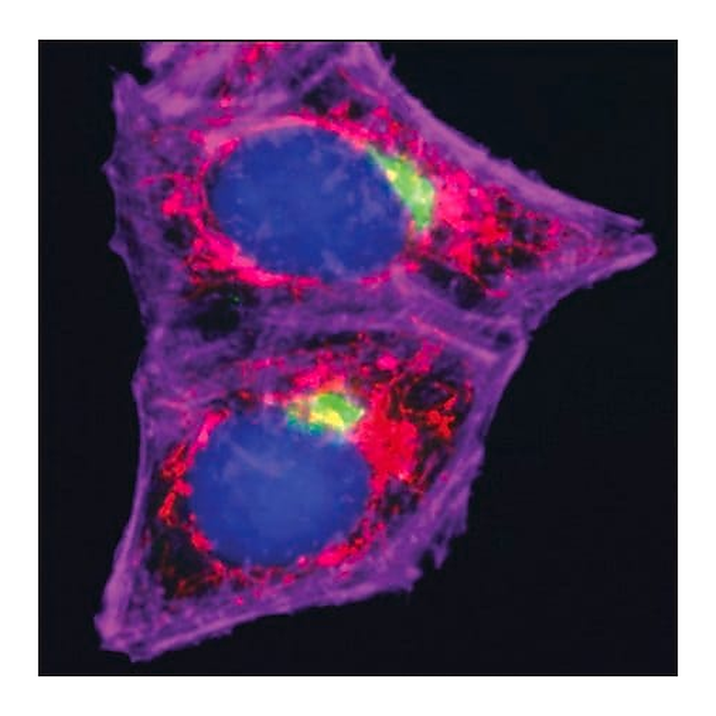 Merck Anti-Mouse IgG (H+L), highly cross-adsorbed, CF(TM) 555 antibody produced in goat
