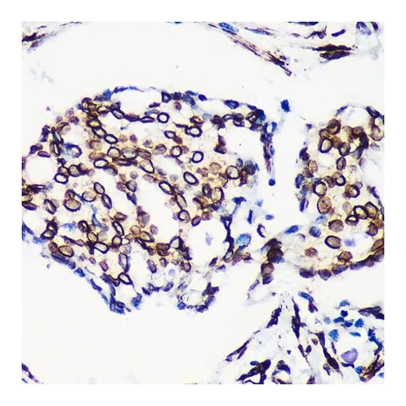 Merck Anti- Lamin A/C antibody produced in rabbit