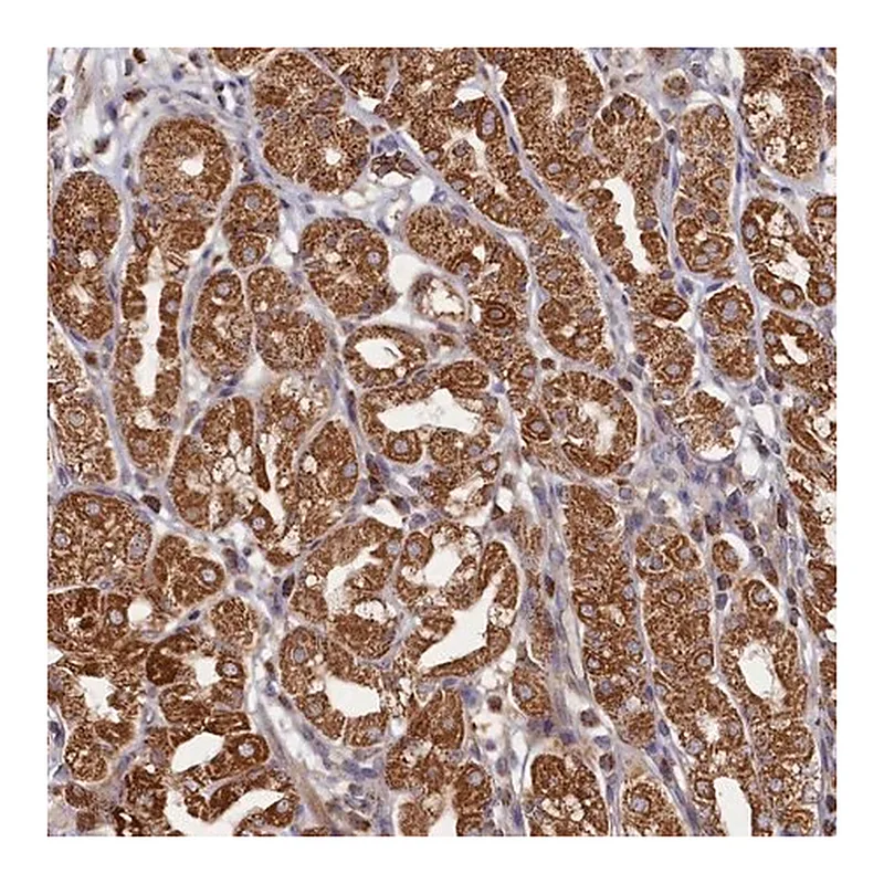 Merck Anti-HAUS2 antibody produced in rabbit