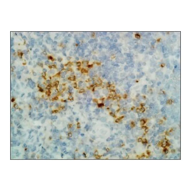 Merck ANTI-HUMAN GAMMA HEAVY CHAIN ANTIBODY, R