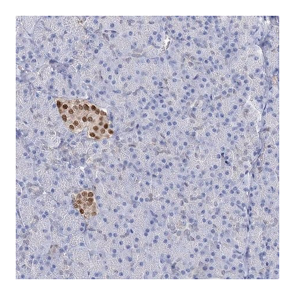 Merck Anti-NKX6-1 antibody produced in rabbit