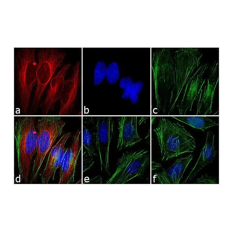Thermo Fisher Scientific Goat anti-Mouse IgG1 Cross-Adsorbed Secondary Antibody, Alexa Fluor 568