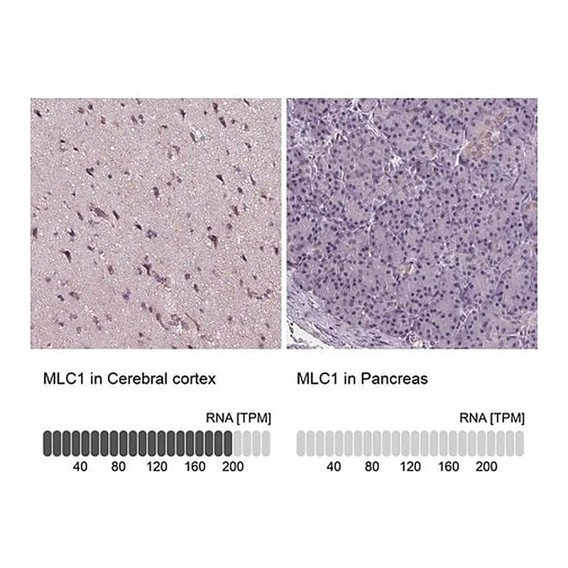 Merck Anti-MLC1 antibody produced in rabbit