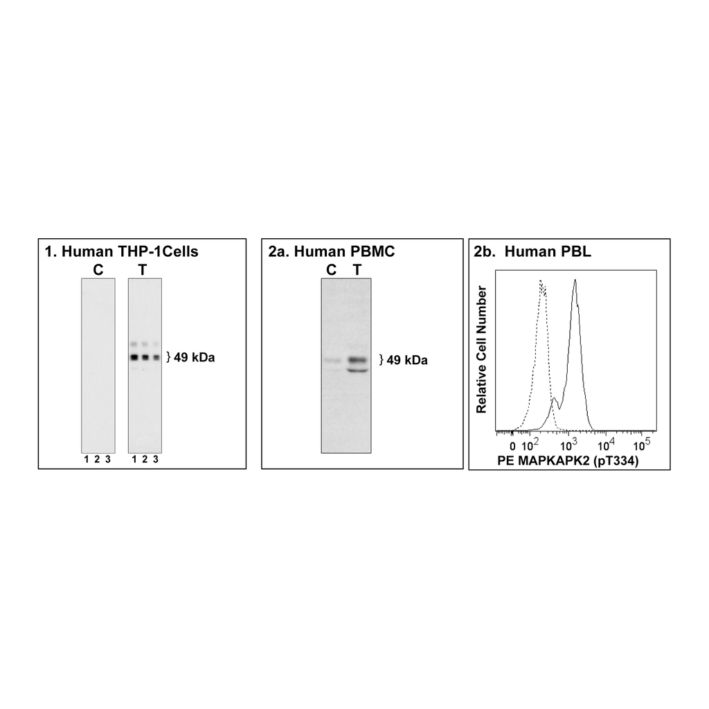BD Purified Mouse anti-MAPKAPK-2 (pT334)