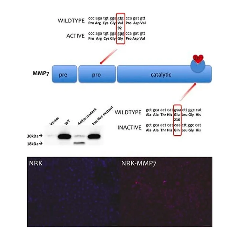 Merck Anti-MMP-7 antibody produced in rabbit