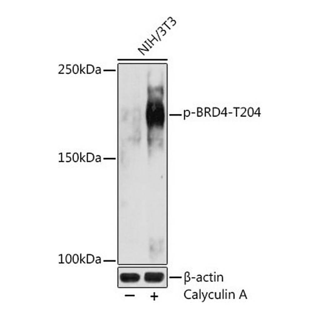 Merck Anti-Phospho-BRD4-T204 antibody produced in rabbit