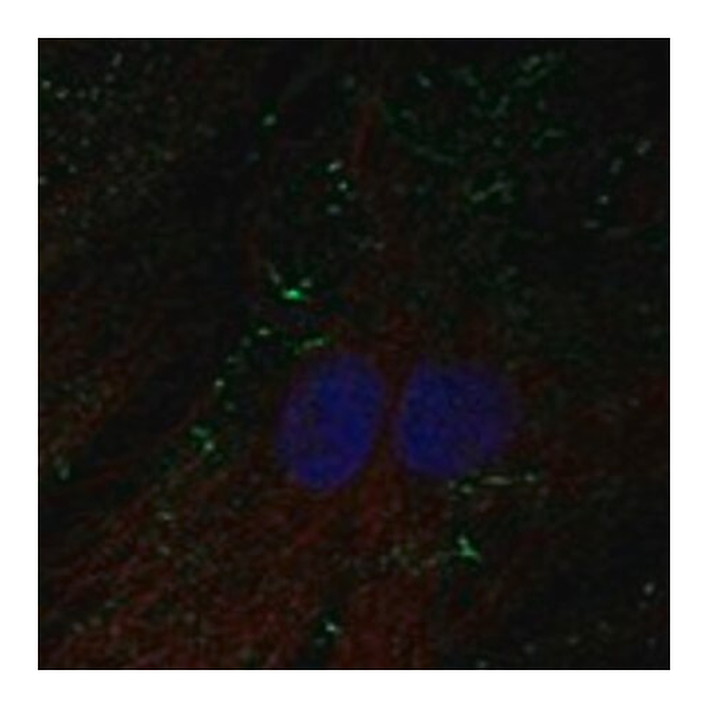 Merck Anti-SHROOM4 antibody produced in rabbit