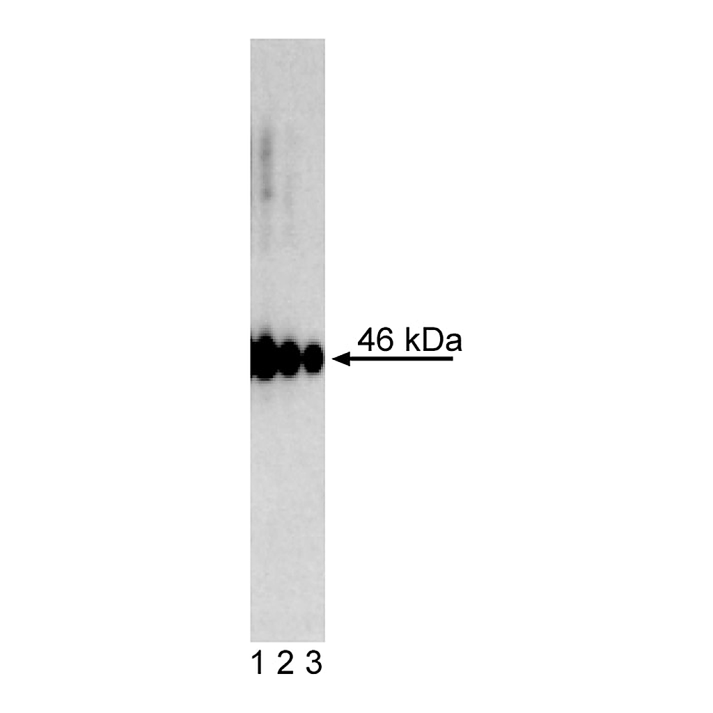BD Purified Mouse anti-Oct3/4 (Human Isoform A)
