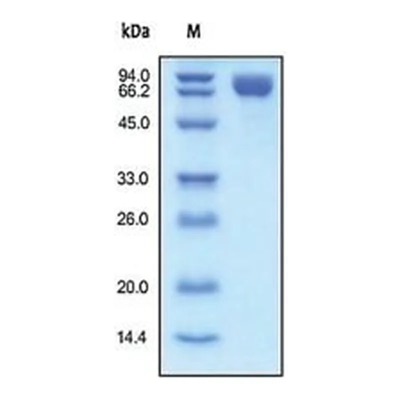 Merck PDGFRB/CD140B,HUMAN