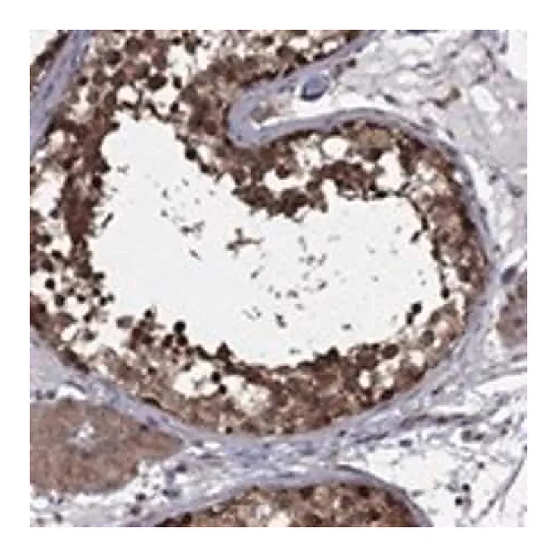 Merck Anti-NAA50 antibody produced in rabbit