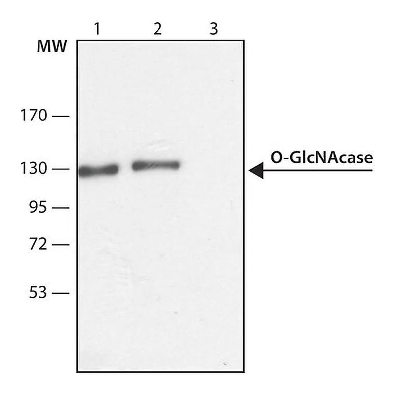 Merck Anti-O-GlcNAcase (OGA) (C-terminal region) antibody produced in rabbit