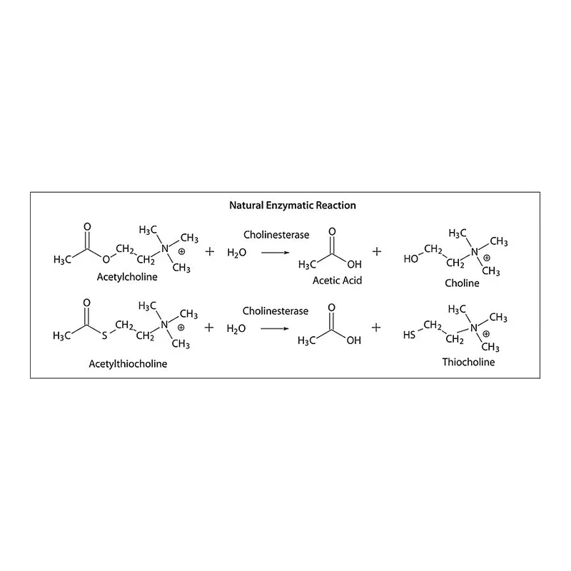 Merck Acetylcholinesterase from Electrophorus electricus (electric eel)