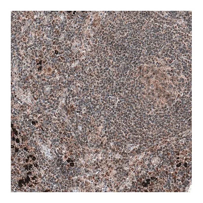 Merck Anti-ZCCHC7 antibody produced in rabbit