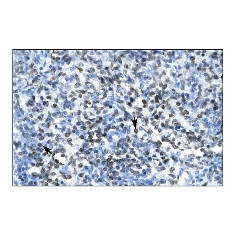 Merck Anti-CLDN17 antibody produced in rabbit