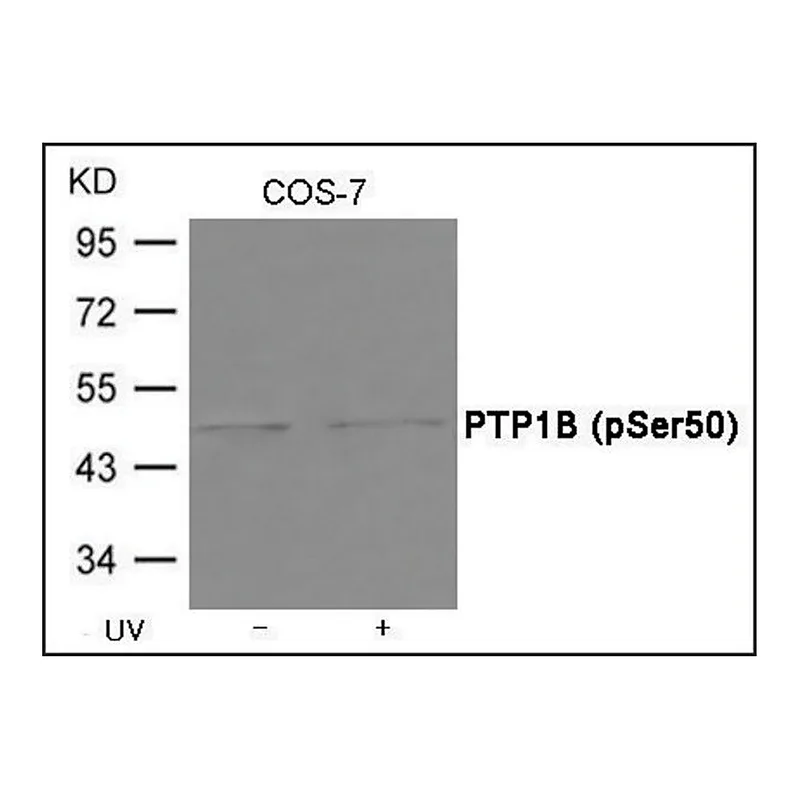 Merck Anti-phospho-PTP1B (pSer50) antibody produced in rabbit