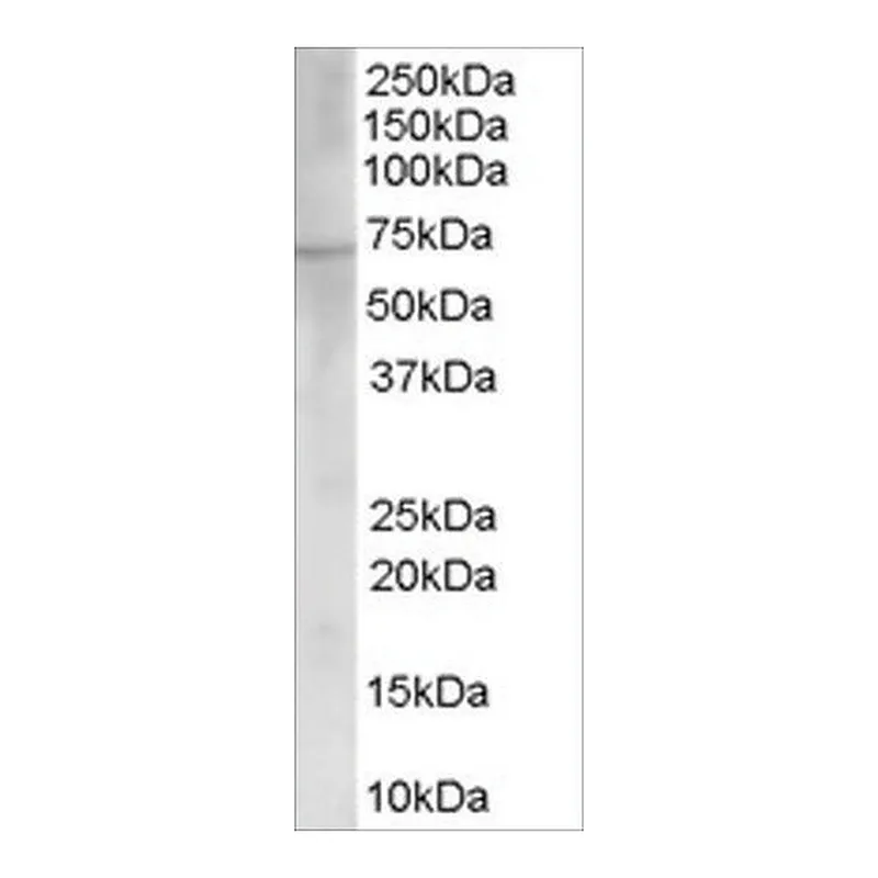 Merck Anti-Choline acetyltransferase antibody produced in goat