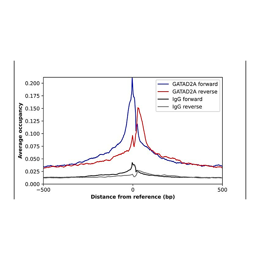 Merck Anti-GATAD2A antibody produced in rabbit