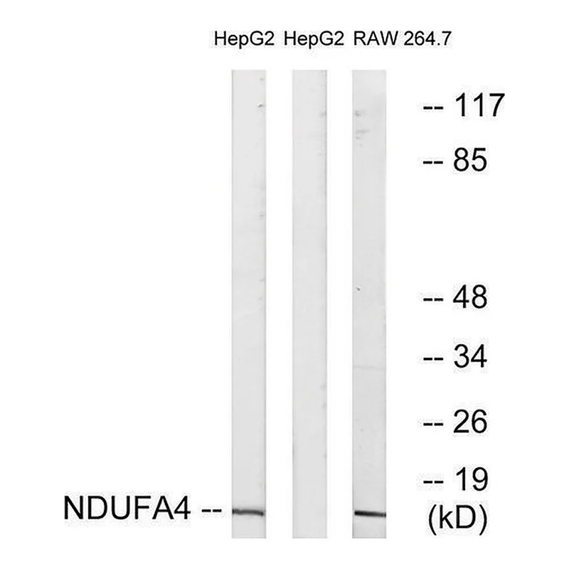 Merck Anti-NDUFA4 antibody produced in rabbit