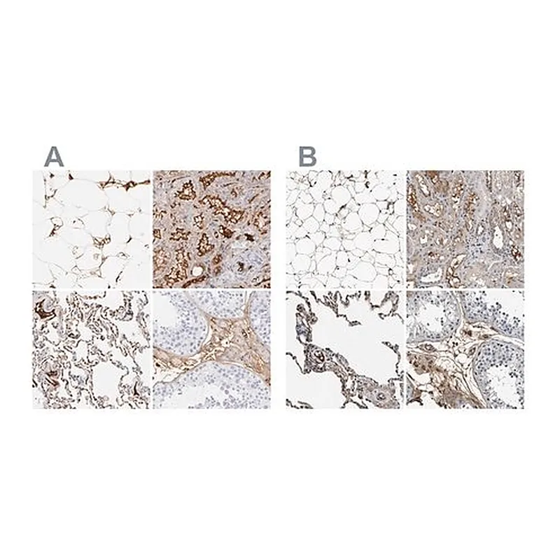 Merck Anti-C3 antibody produced in rabbit