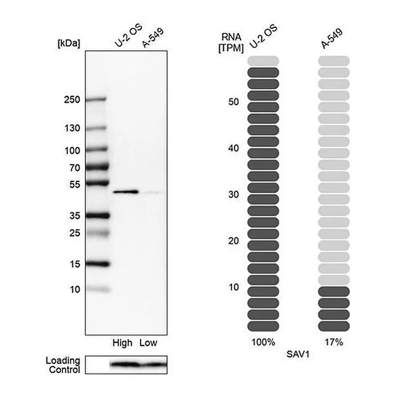 Merck Anti-SAV1 antibody produced in rabbit
