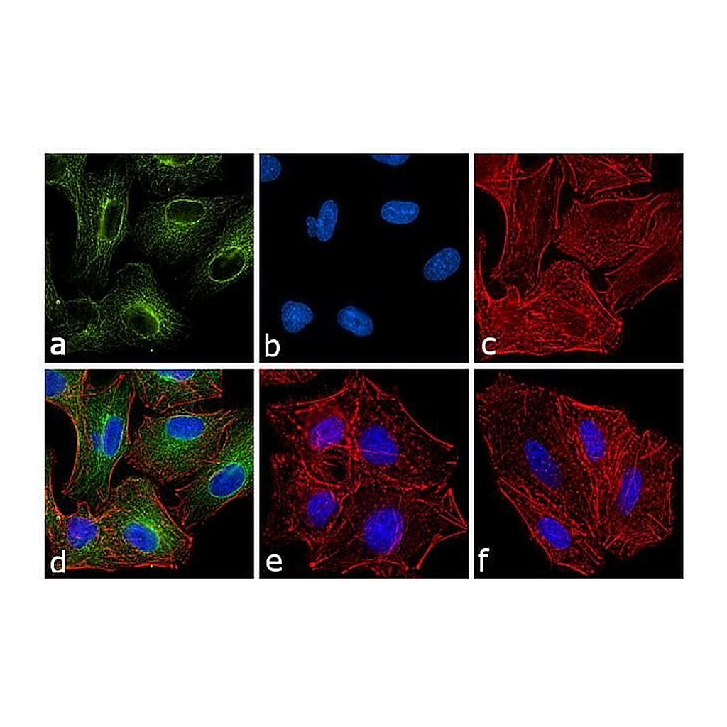 Thermo Fisher Scientific Chicken anti-Rat IgG (H+L) Secondary Antibody, FITC