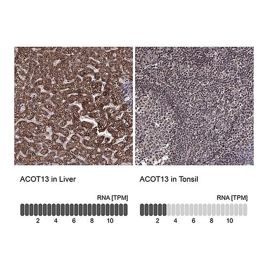 Merck Anti-ACOT13 antibody produced in rabbit