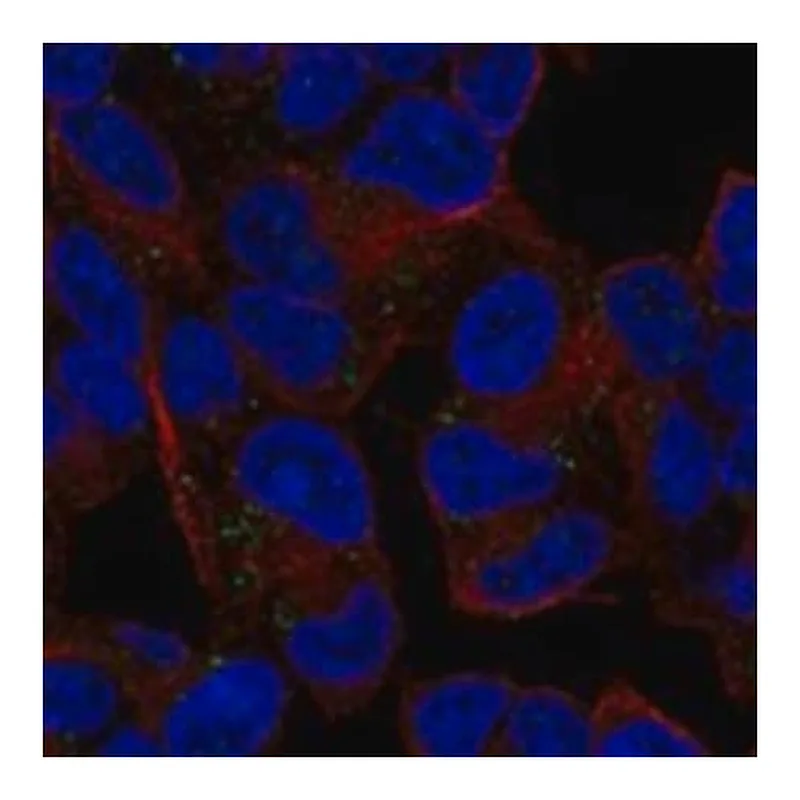 Merck Anti-DIO3 antibody produced in rabbit