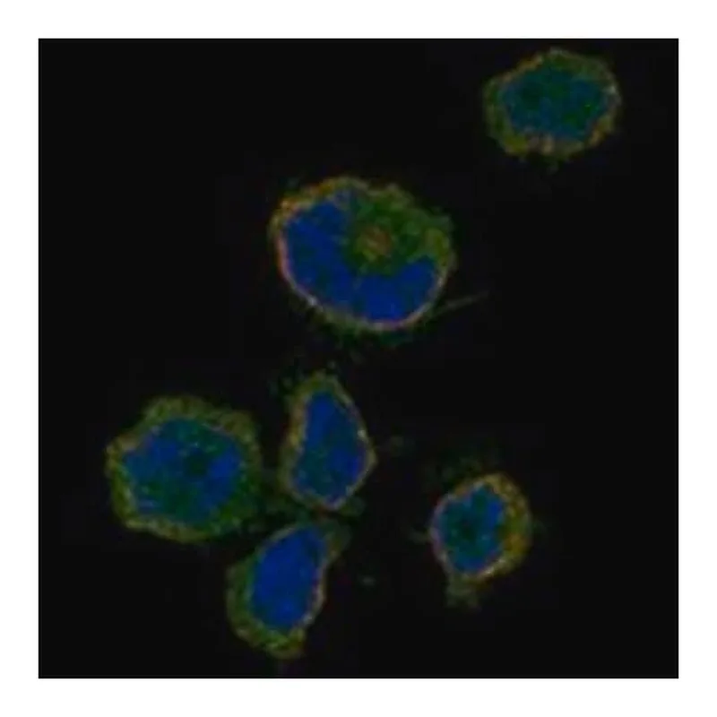 Merck Anti-OR10P1 antibody produced in rabbit