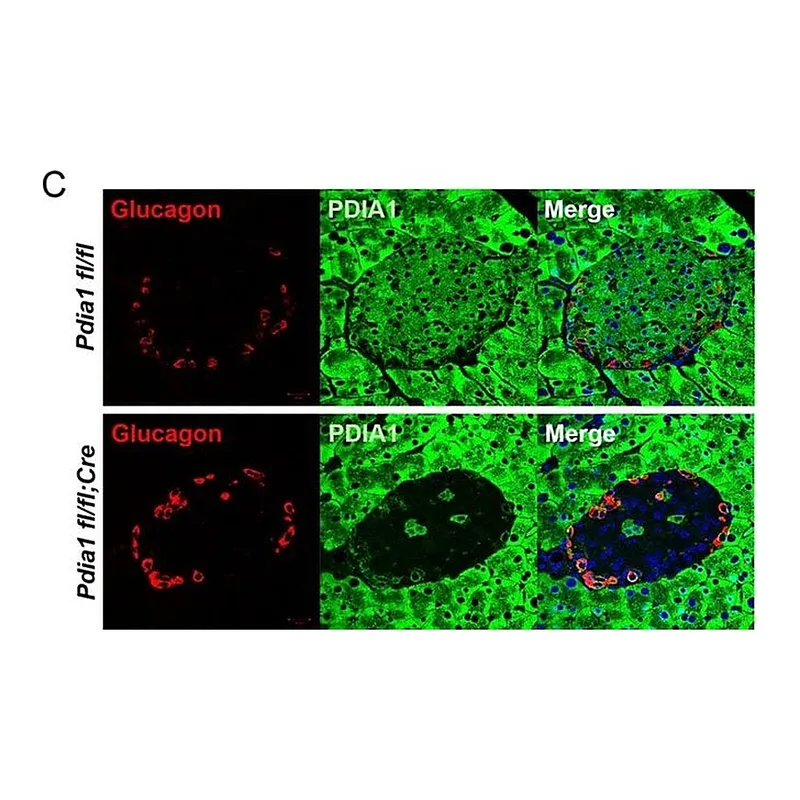 Thermo Fisher Scientific Goat anti-Guinea Pig IgG (H+L) Highly Cross-Adsorbed Secondary Antibody, Alexa Fluor 594