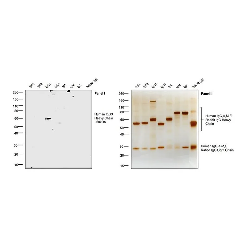 Thermo Fisher Scientific Mouse anti-Human IgG3 Secondary Antibody