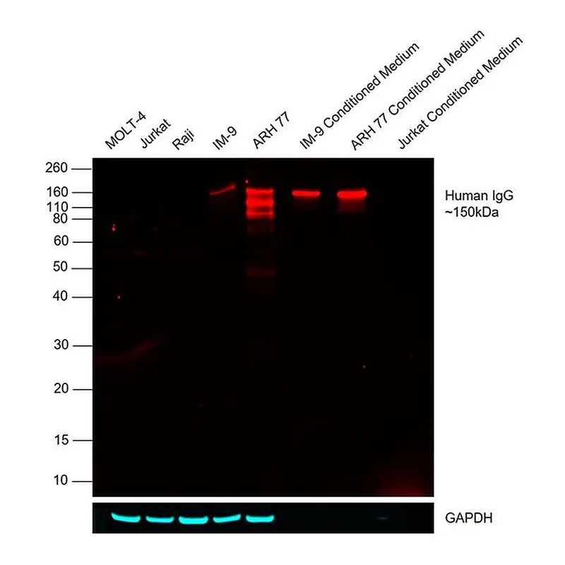 Thermo Fisher Scientific Goat anti-Human IgG Fc Cross-Adsorbed Secondary Antibody, DyLight 680
