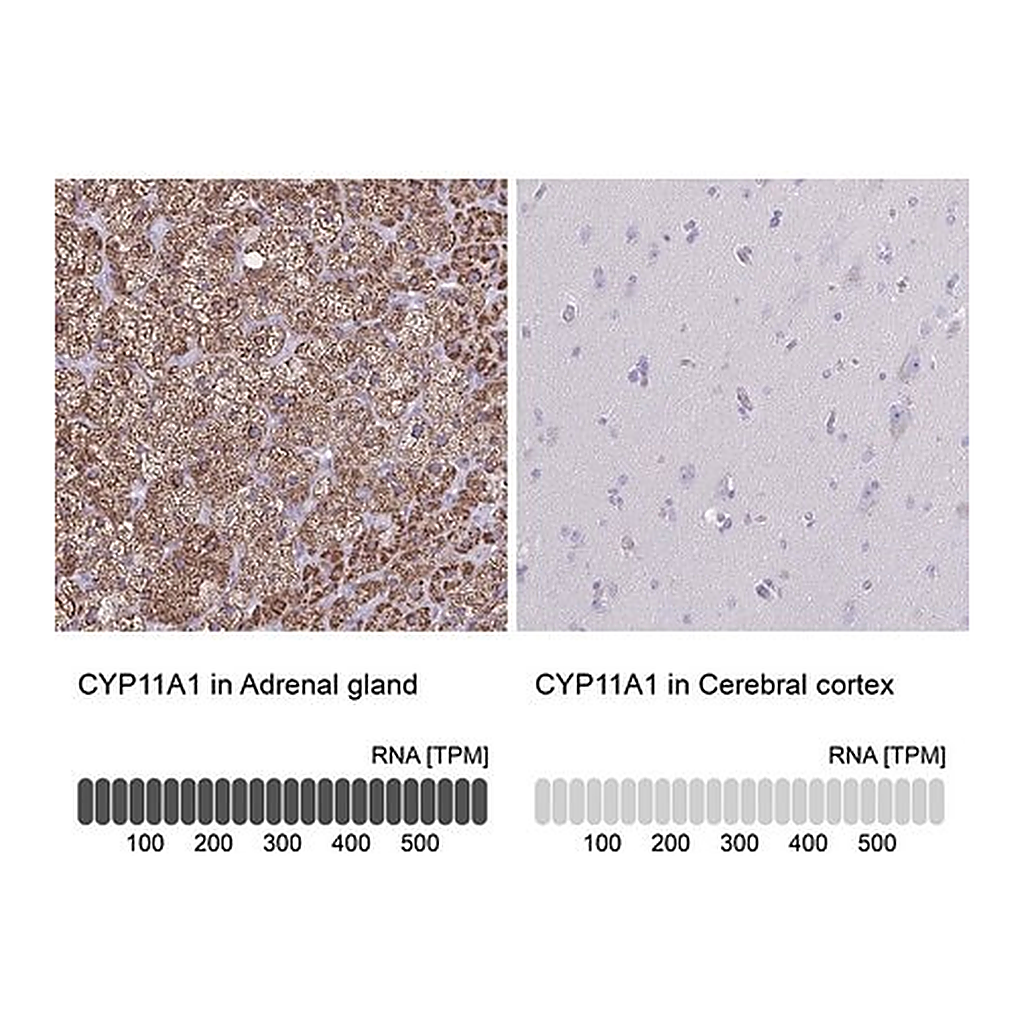 Merck Anti-CYP11A1 antibody produced in rabbit