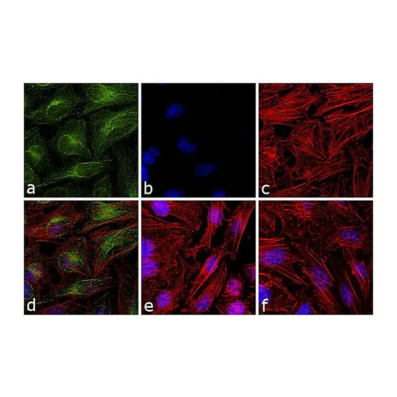 Thermo Fisher Scientific Rat anti-Mouse IgG1 (Heavy chain) Secondary Antibody, FITC