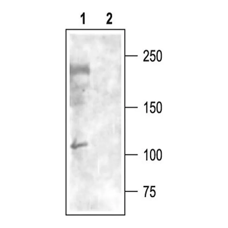 Merck Anti-Calcium Channel CaV3.3 (alpha1I) antibody produced in rabbit
