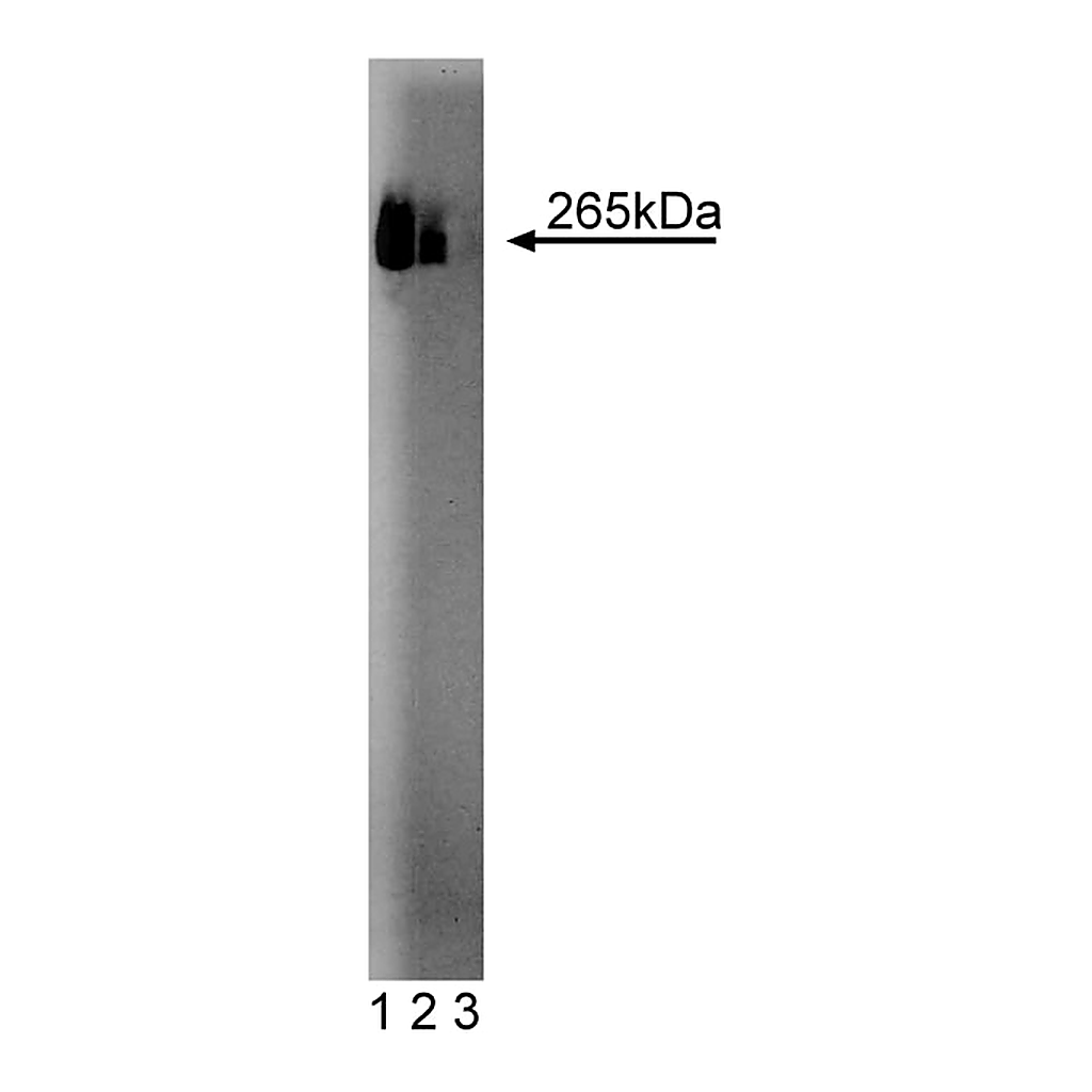 BD Purified Mouse Anti-Fatty Acid Synthase
