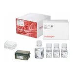 Thermo Fisher Scientific Neon NxT Electroporation System 100 μL Kit with 8-Channel Tubes, 384 x 2 reactions