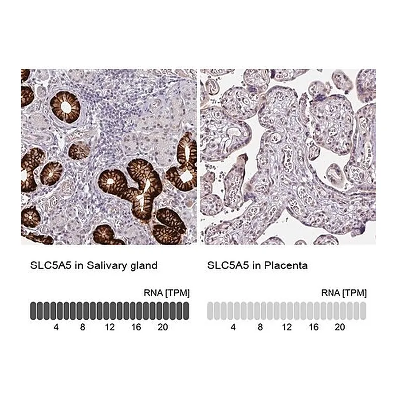 Merck Anti-SLC5A5 antibody produced in rabbit