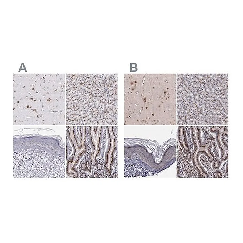 Merck Anti-GOLIM4 antibody produced in rabbit