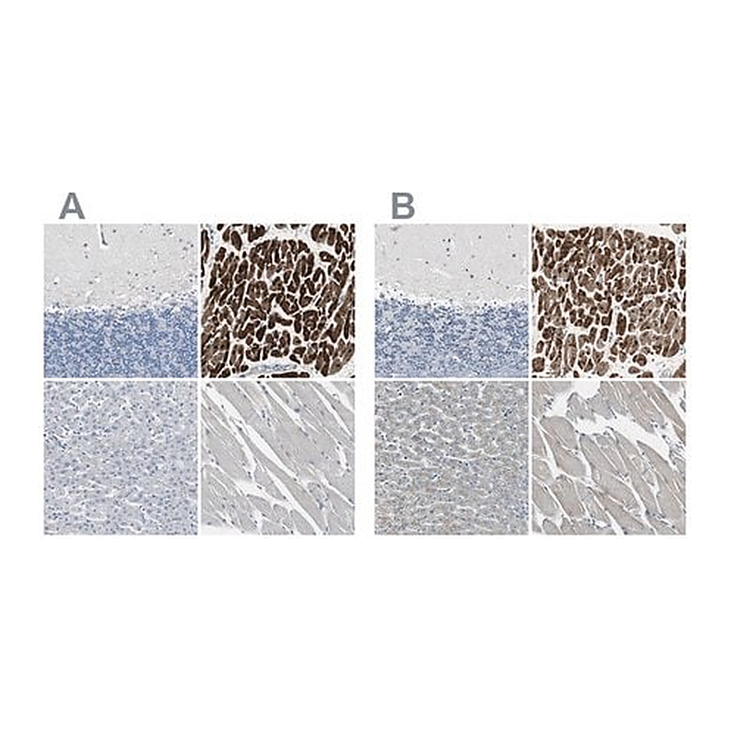 Merck Anti-FHL2 antibody produced in rabbit