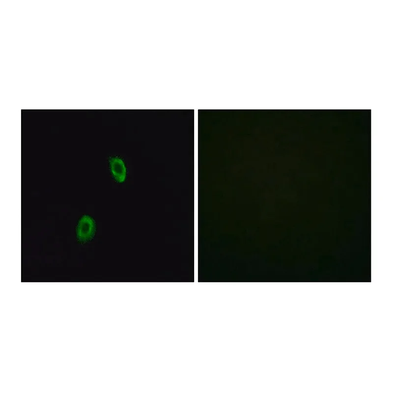 Merck Anti-OR1D2 antibody produced in rabbit
