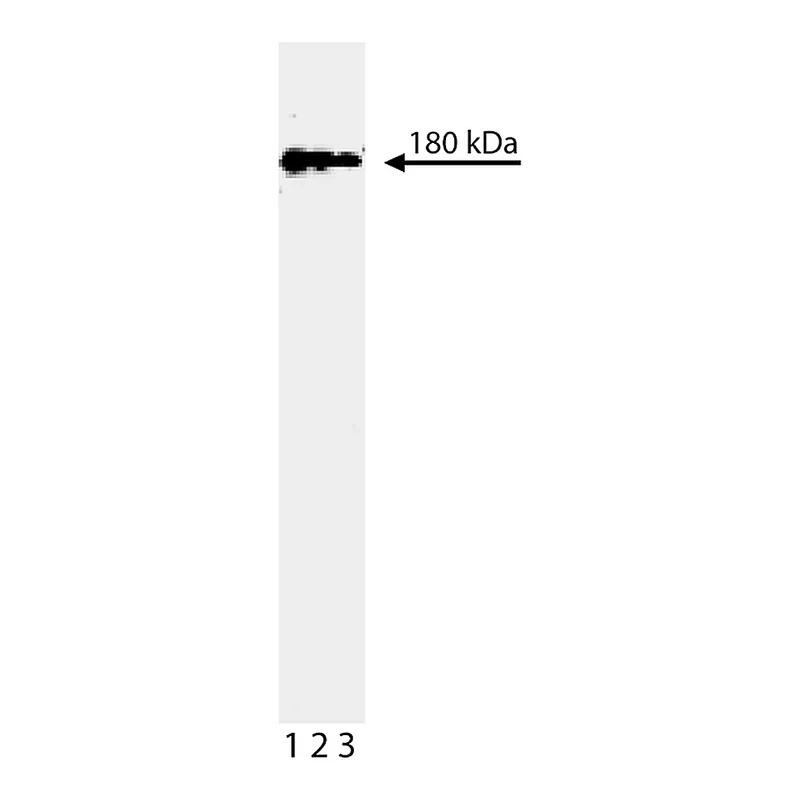 BD Purified Mouse Anti- Human Topo IIβ