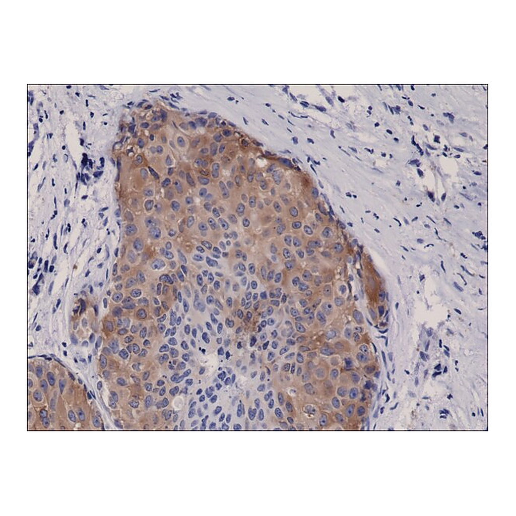 Merck Anti-Phospho Acetyl CoA Carboxylase (Ser79) antibody, Rabbit monoclonal