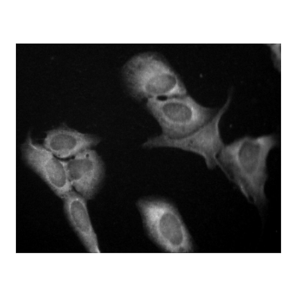 BD Purified Mouse Anti- eIF-4E