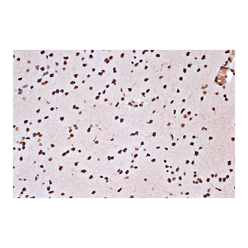 Merck Anti-macroH2A.1 antibody produced in rabbit