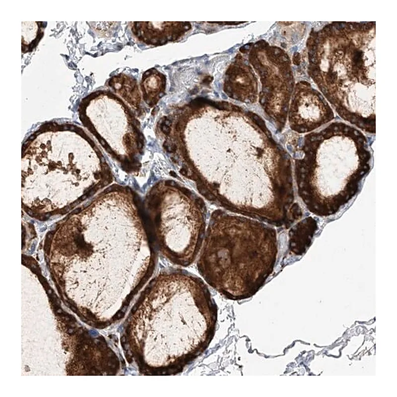 Merck Anti-NFATC4 antibody produced in rabbit