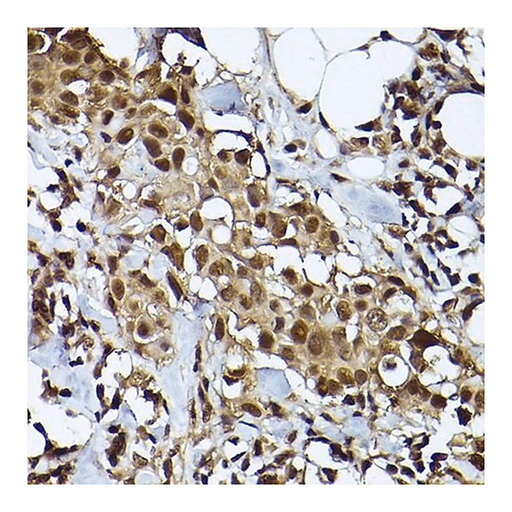 Merck Anti- STAT3 antibody produced in rabbit